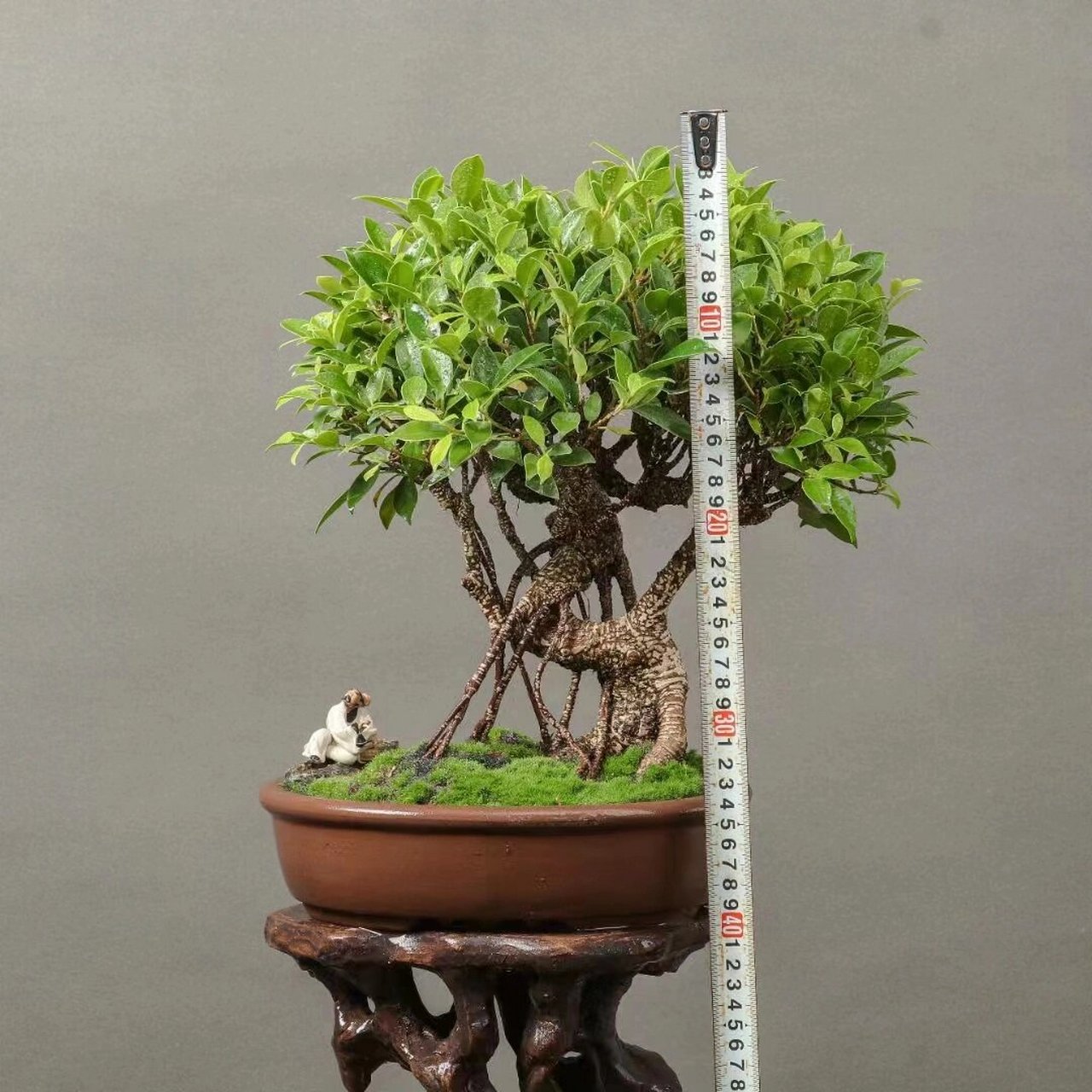 台湾老桩虎皮榕树盆景,虎皮身,青翠叶 台湾老桩虎皮榕树盆景,虎皮身