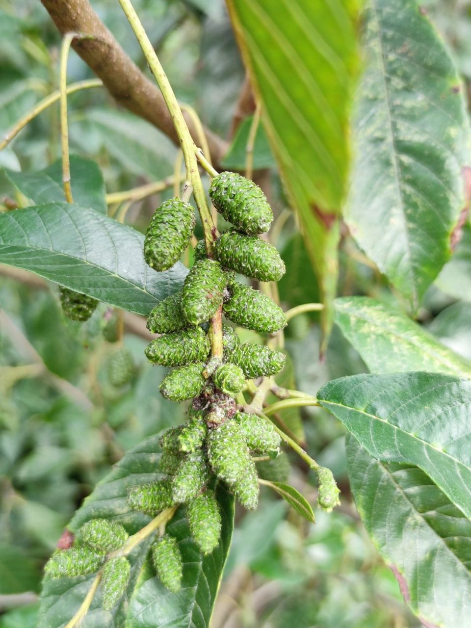 花与万物71|桤木 中文名: 桤木 科属: 桦木科,桤木属 拉丁学名: alnus