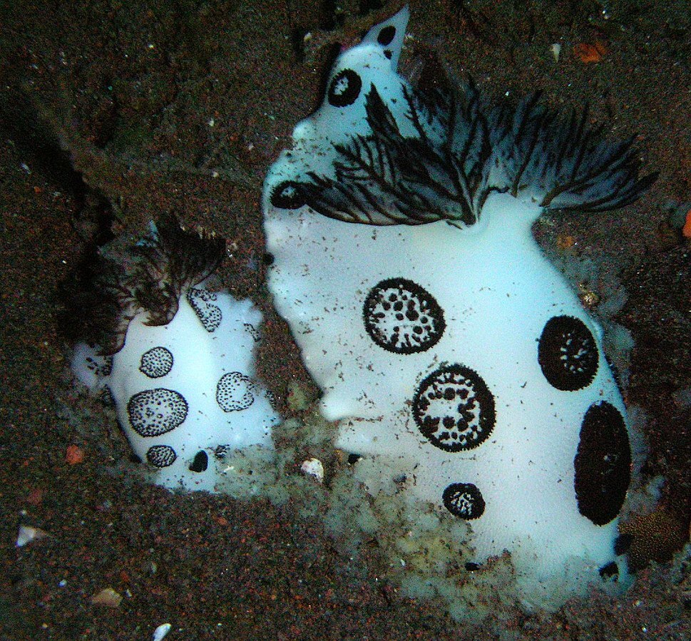 是一种大型海蛞蝓,属于discodorididae 家族,这个属大约有15种裸鳃类