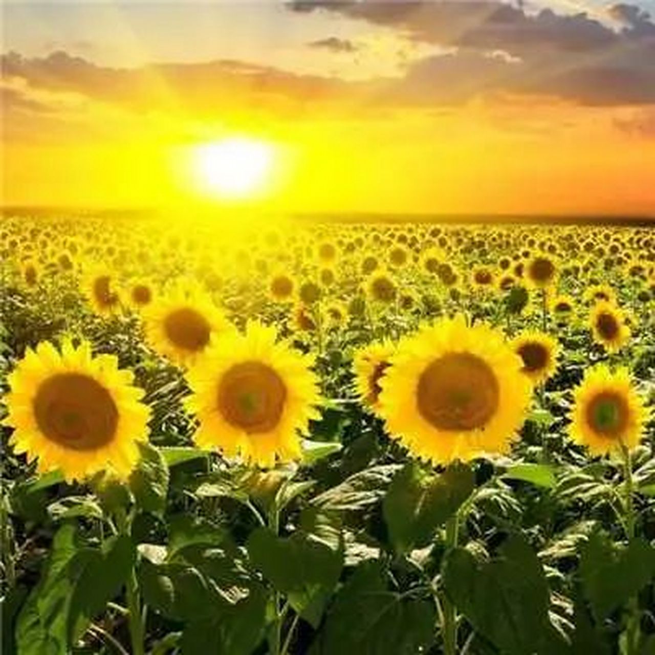 2024年人财两旺的微信头像适合四十岁女 头像 | 2024女人好运的微信