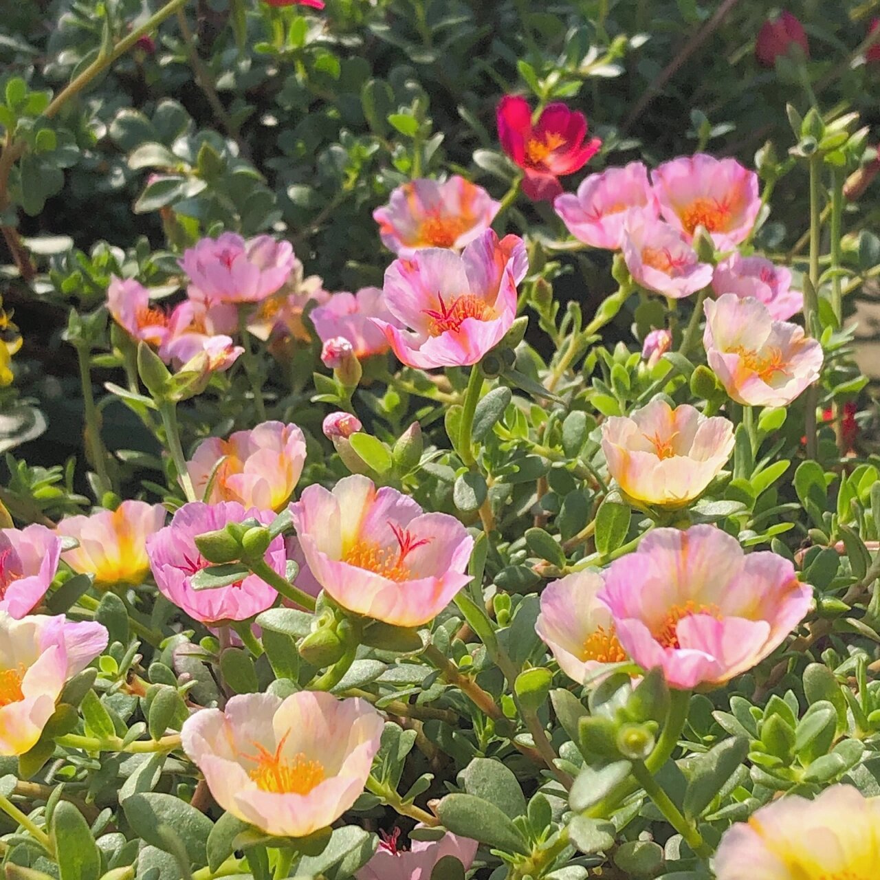 压轴出场的单瓣太阳花朝阳 朝阳真的是太美妙了,单朵颜色很丰富,一盆