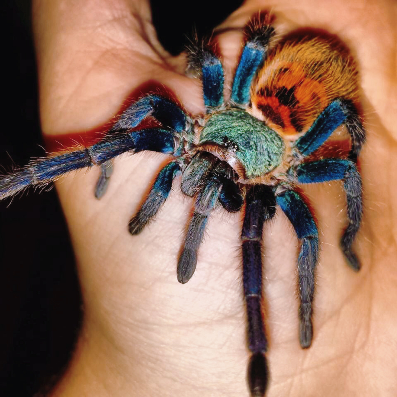 南京自然教育|神奇生物图鉴|红绿橙捕鸟蛛 名称:委内瑞拉红绿橙捕鸟蛛