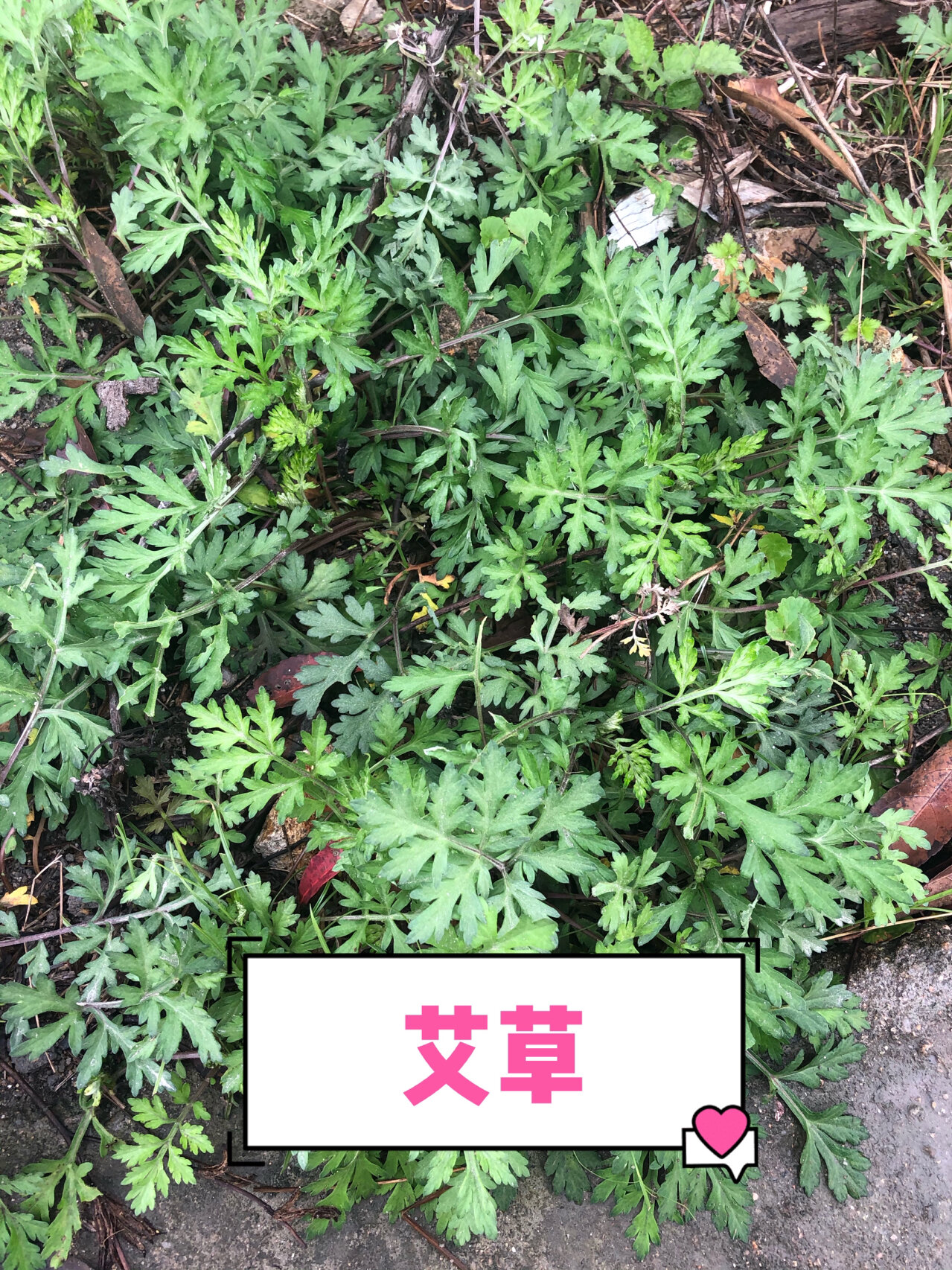 连钱草与金钱草的区别图片