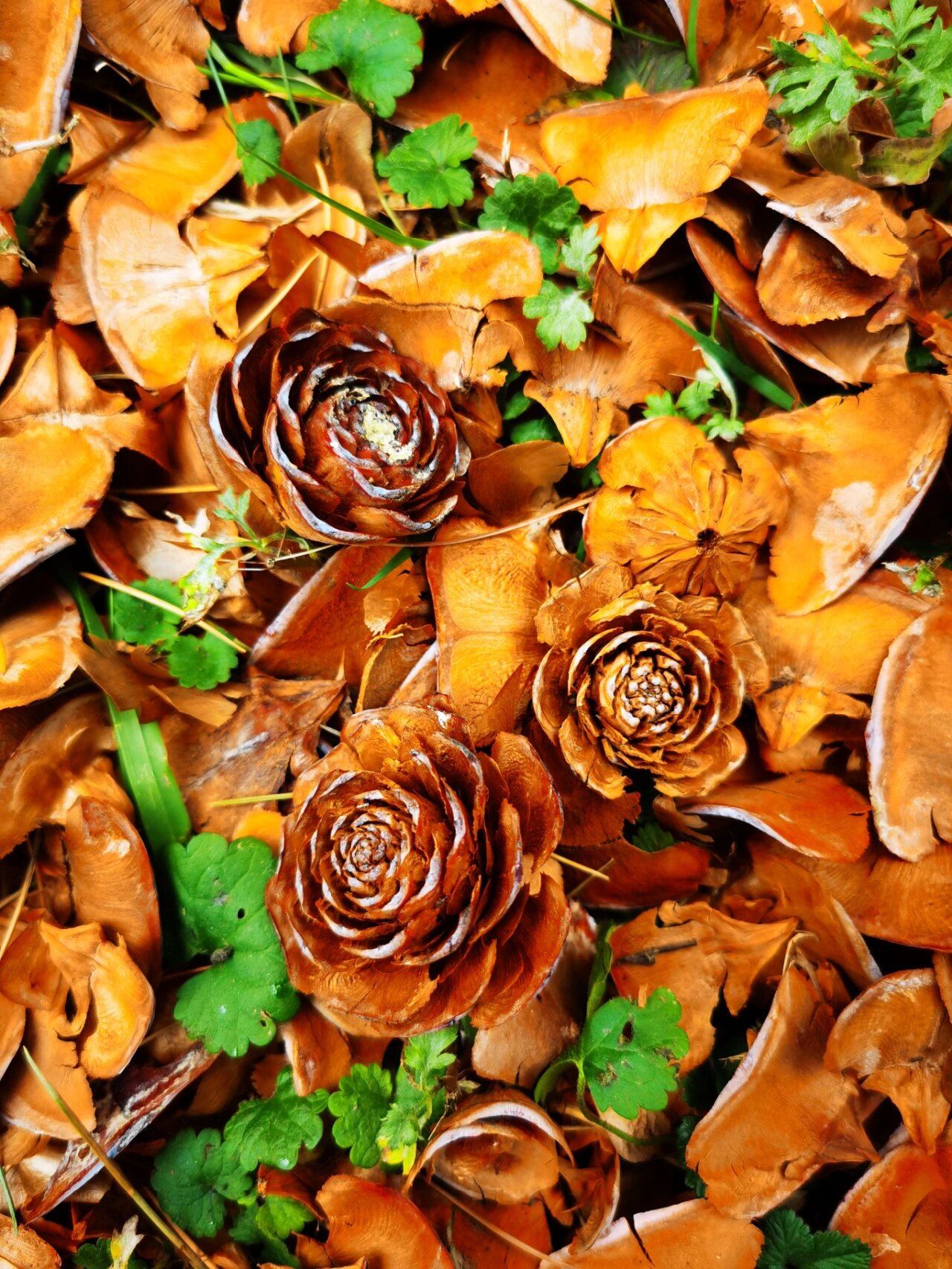 雪松果实记录 球果成熟前淡绿色微有白粉,熟时红褐色形似花朵.