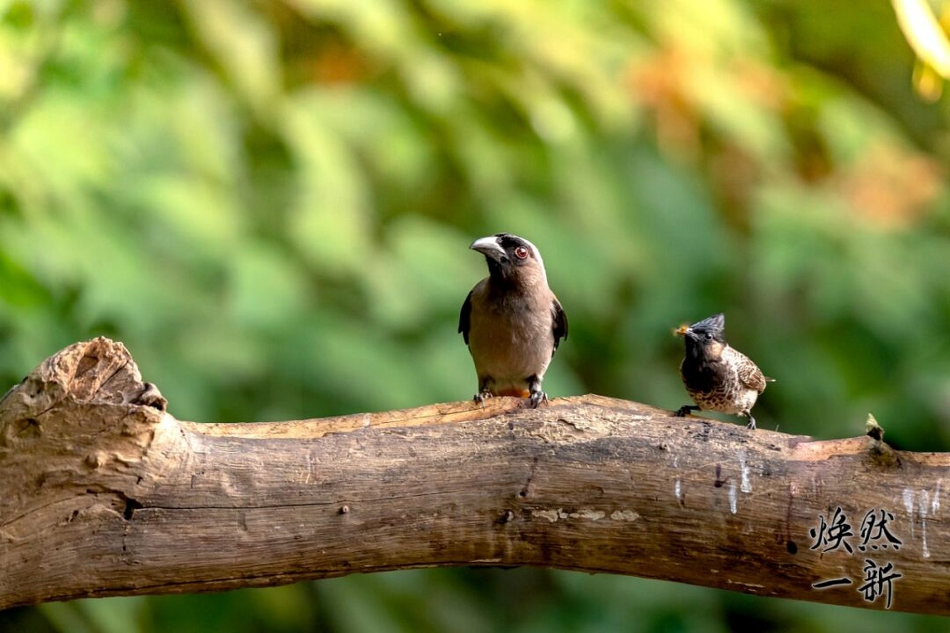灰树鹊 灰树鹊在《中国鸟类野外手册》编号633(学名:dendrocitta