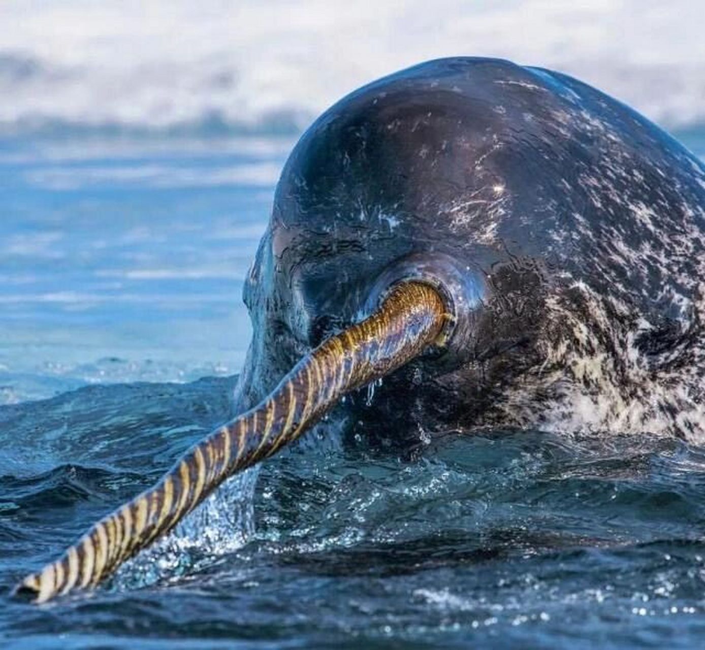 95一角鲸又称独角鲸,是生活在极北海域中的奇特鲸鱼