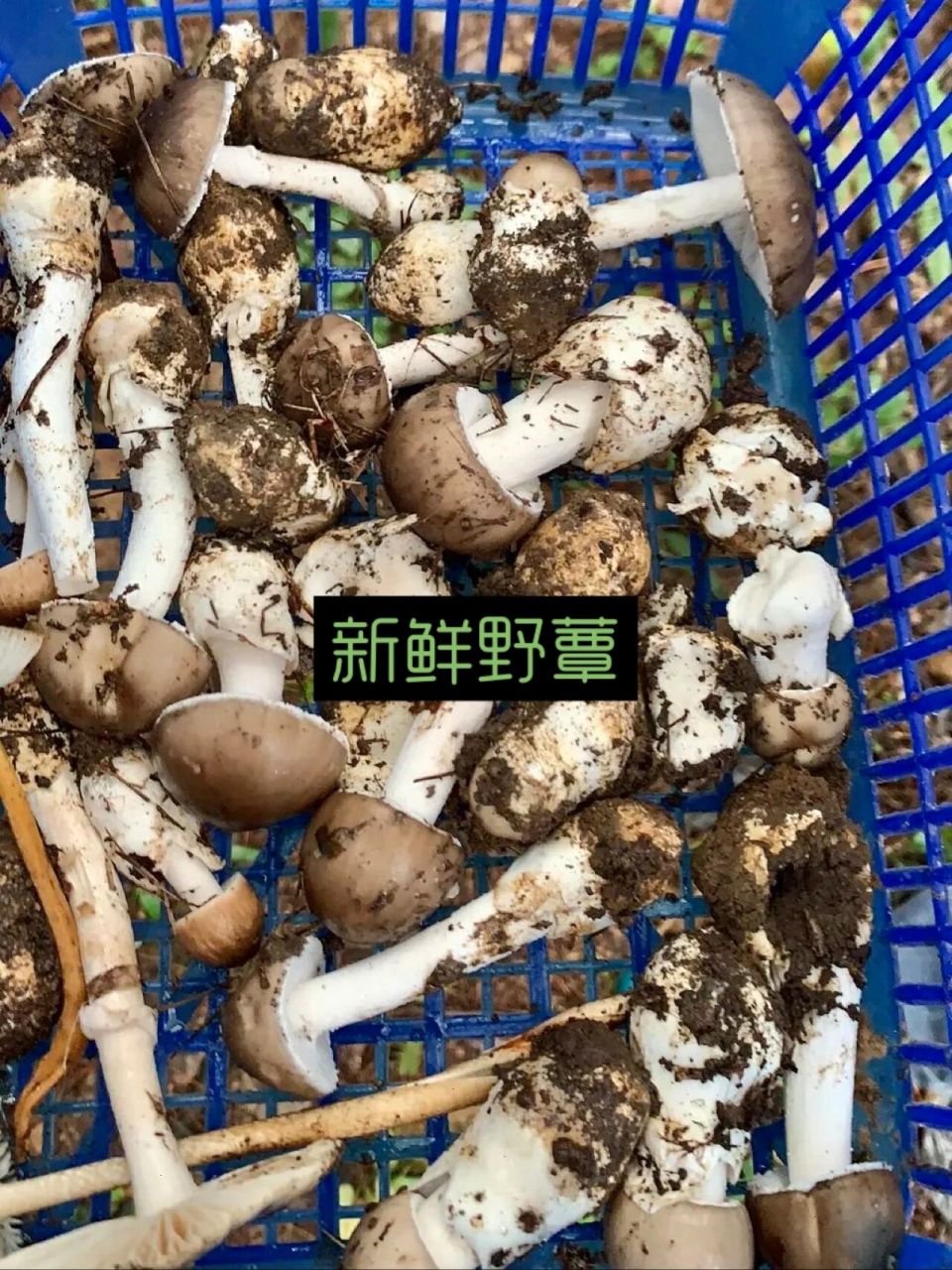 苏蕈记 93何为"蕈"(xùn) 在常熟虞山的松树林里,生长着一种名叫"