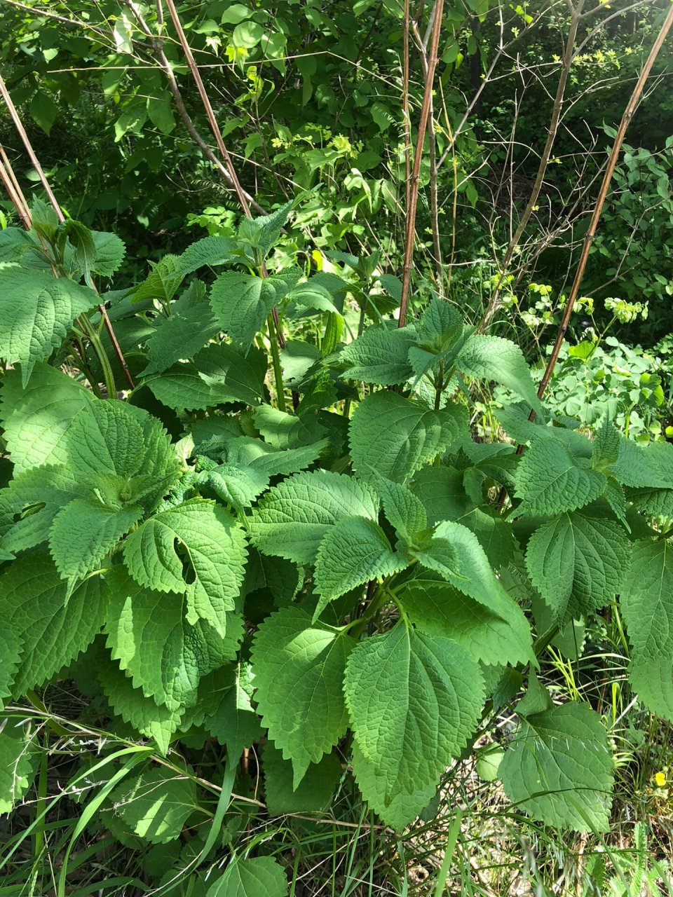 蓝萼毛叶香茶菜 在京西古道马蹄窝发现的古籍本草.