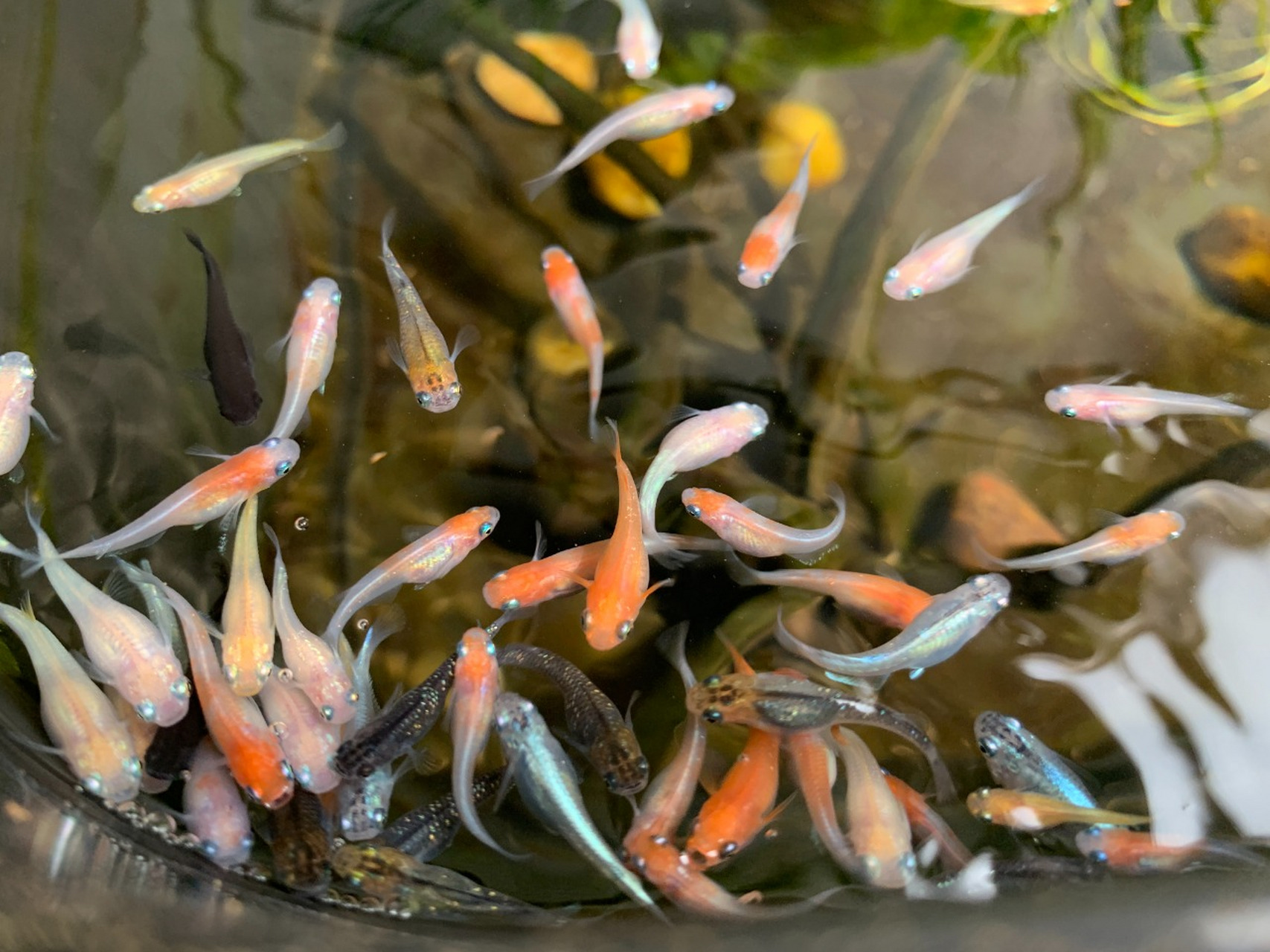 【写给新手】观背青鳉常见品种浅谈  原是溪流和稻田的青鳉鱼,经过