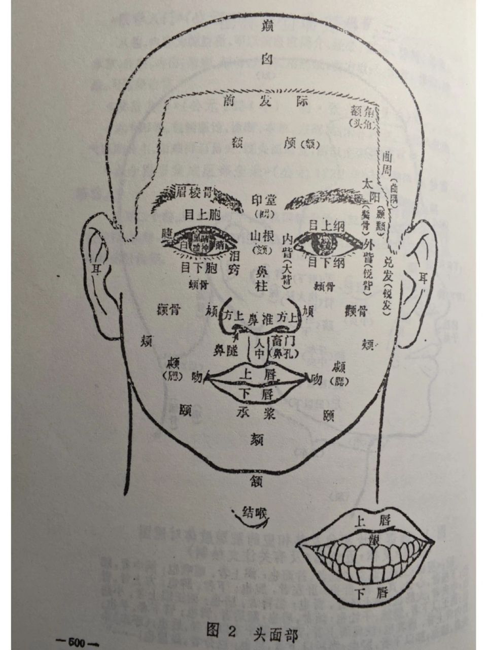 望而知之谓之神-头面部名称及对应部位