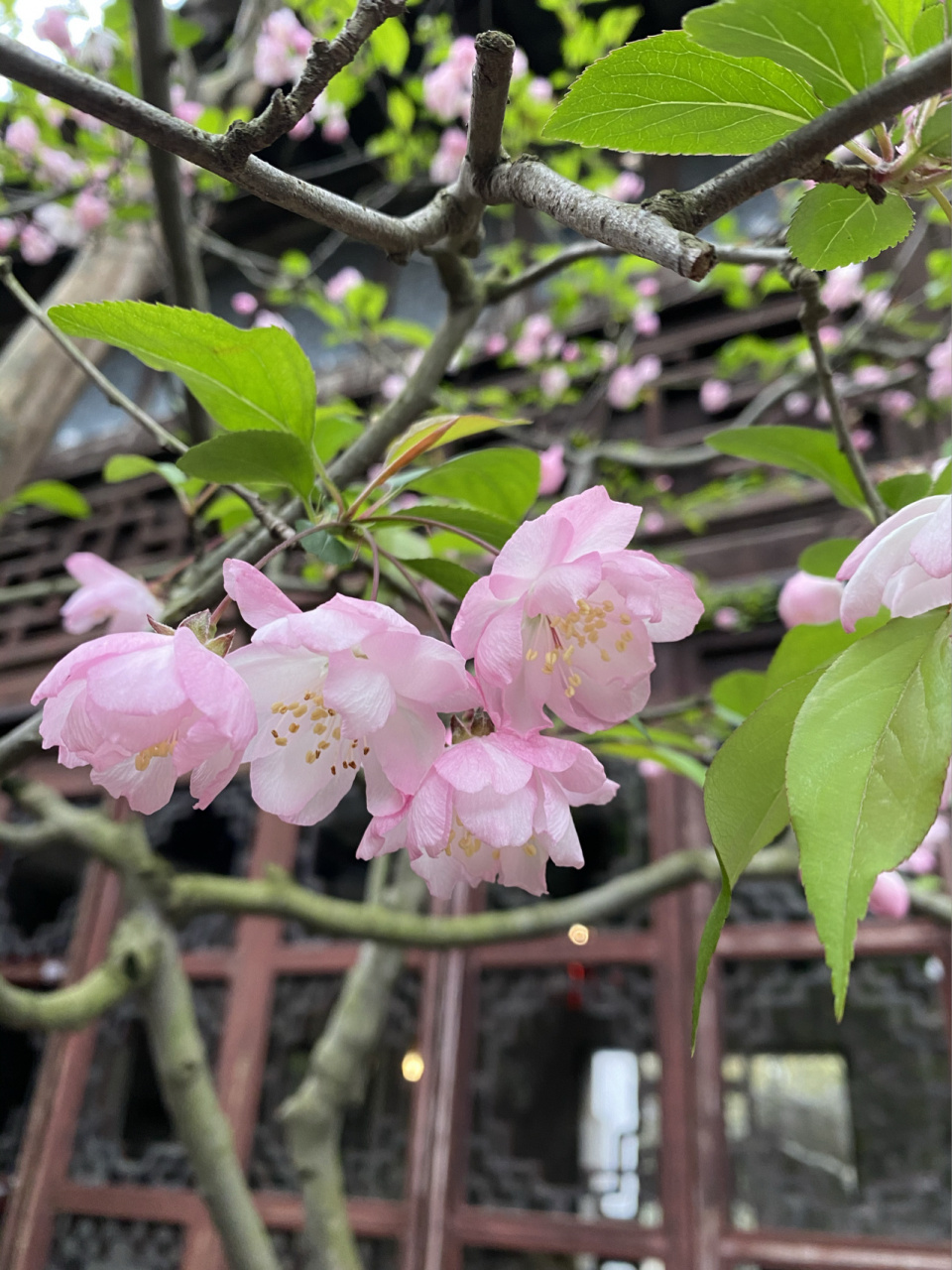 留园|海棠花盛开 #苏州旅行