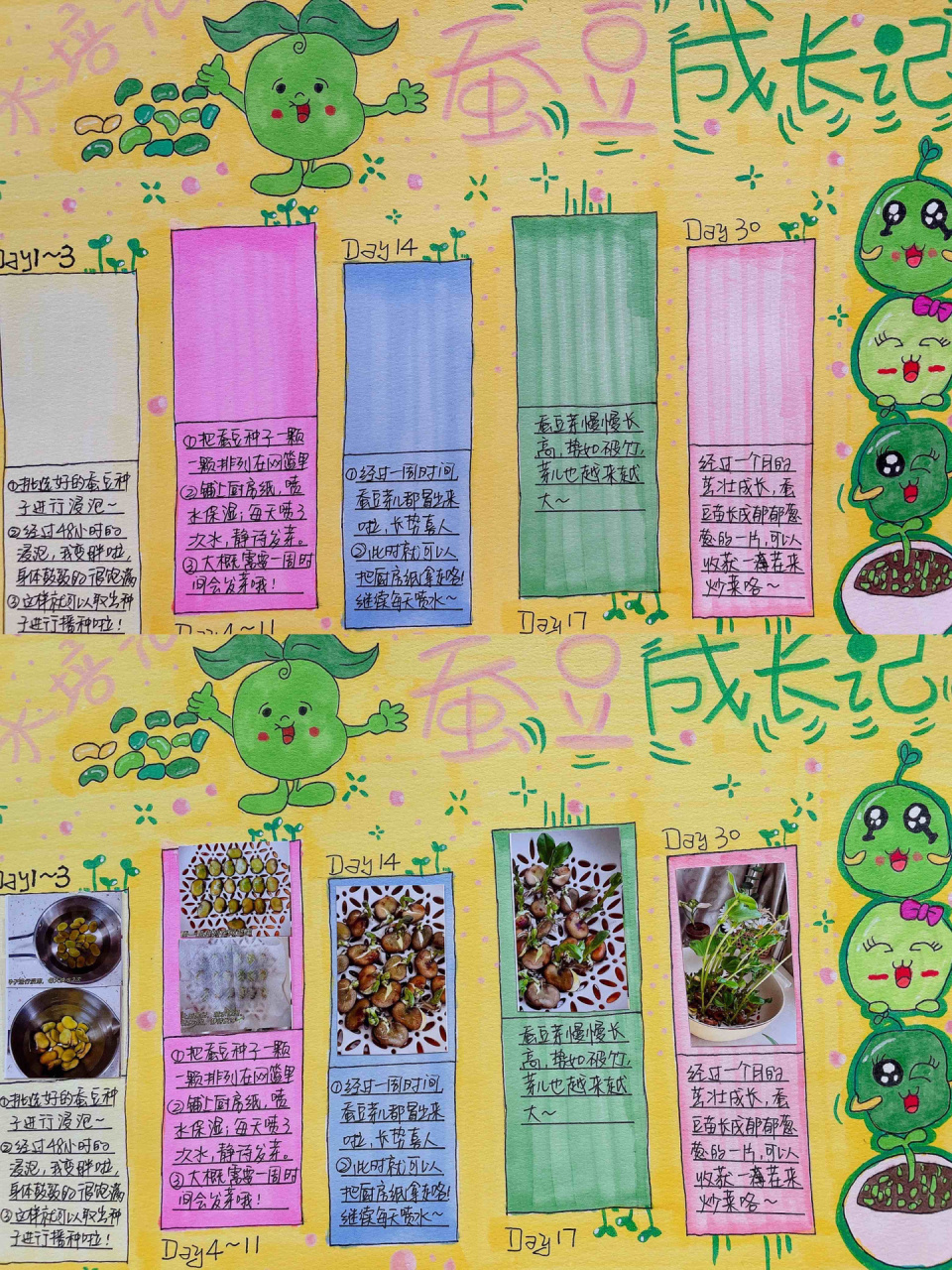 蚕豆观察日记四年级(蚕豆观察日记作文四年级)