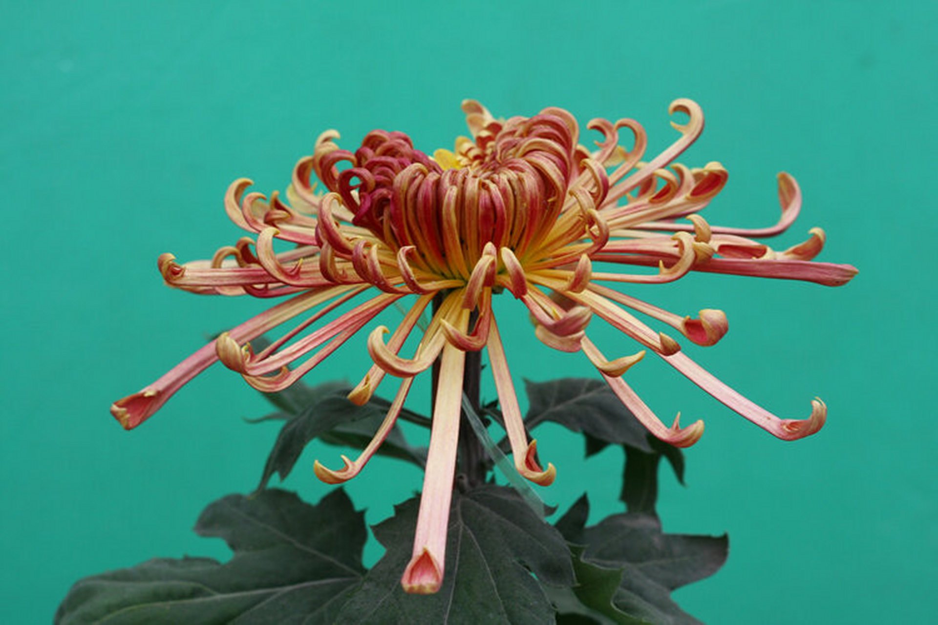 菊花分类知多少 菊花依花瓣,花型可分为五个瓣类,分别是平瓣类,管瓣类