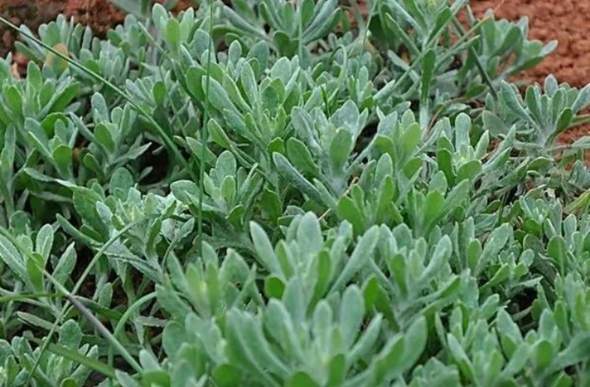 清明草作为一种野生小草,具有很高的药用价值,清明草能够起到降低血压