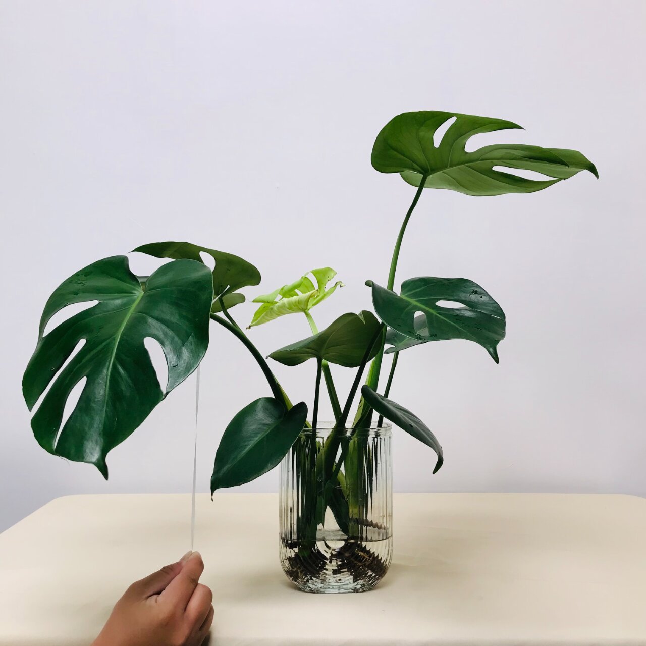 不如试试水培龟背竹吧!不仅操作简单,而且长出来的植物非常清新可爱.