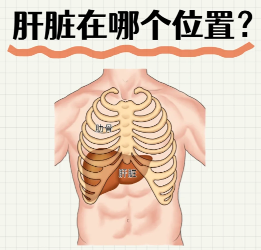 肝脏在体表的投影主要位于右上腹,也就是右季肋区,还有一小部分在左