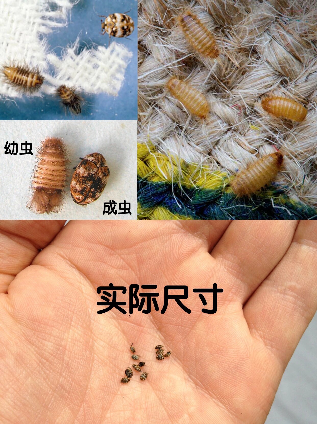 地毯甲虫的卵太小而无法看见,直到幼虫孵化并开始损坏织物时才能被