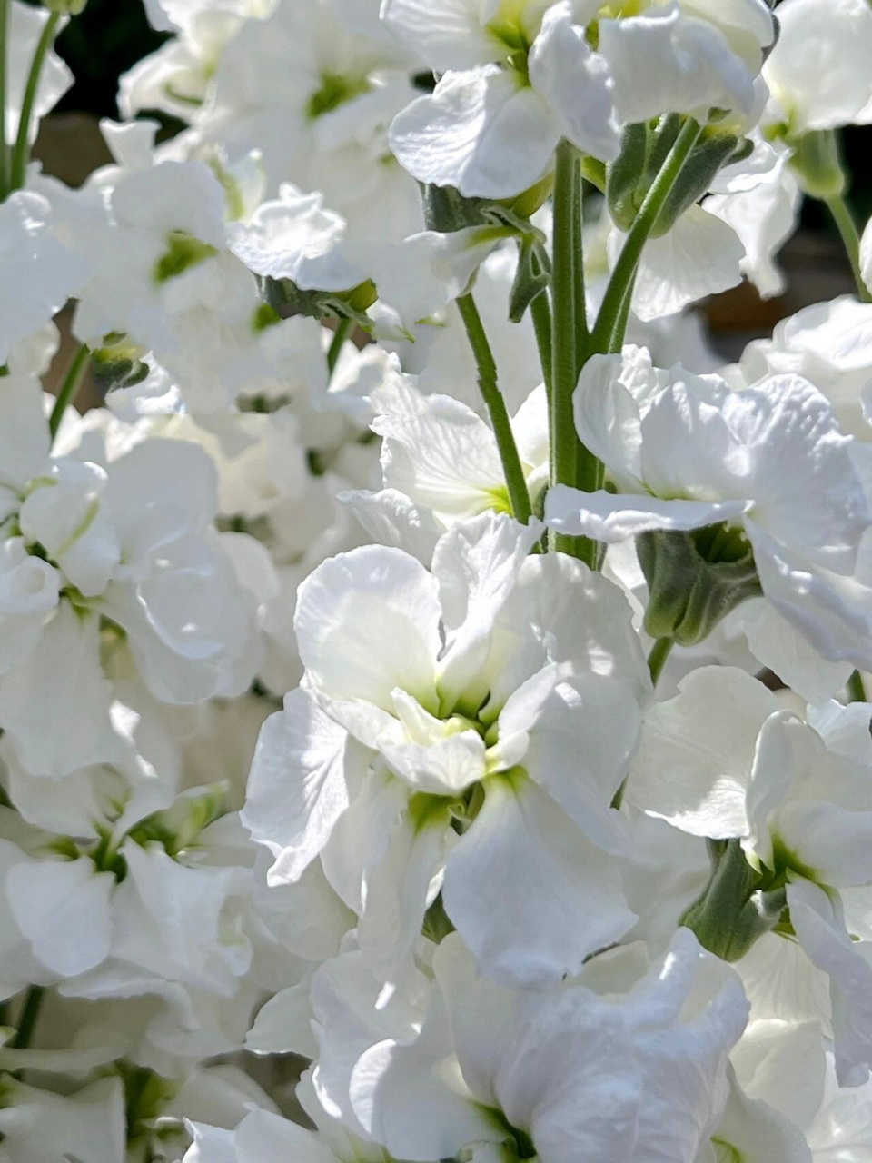 军事化训练,籽播切花"紫罗兰" 去年秋冬播种的切花款紫罗兰,今年春天