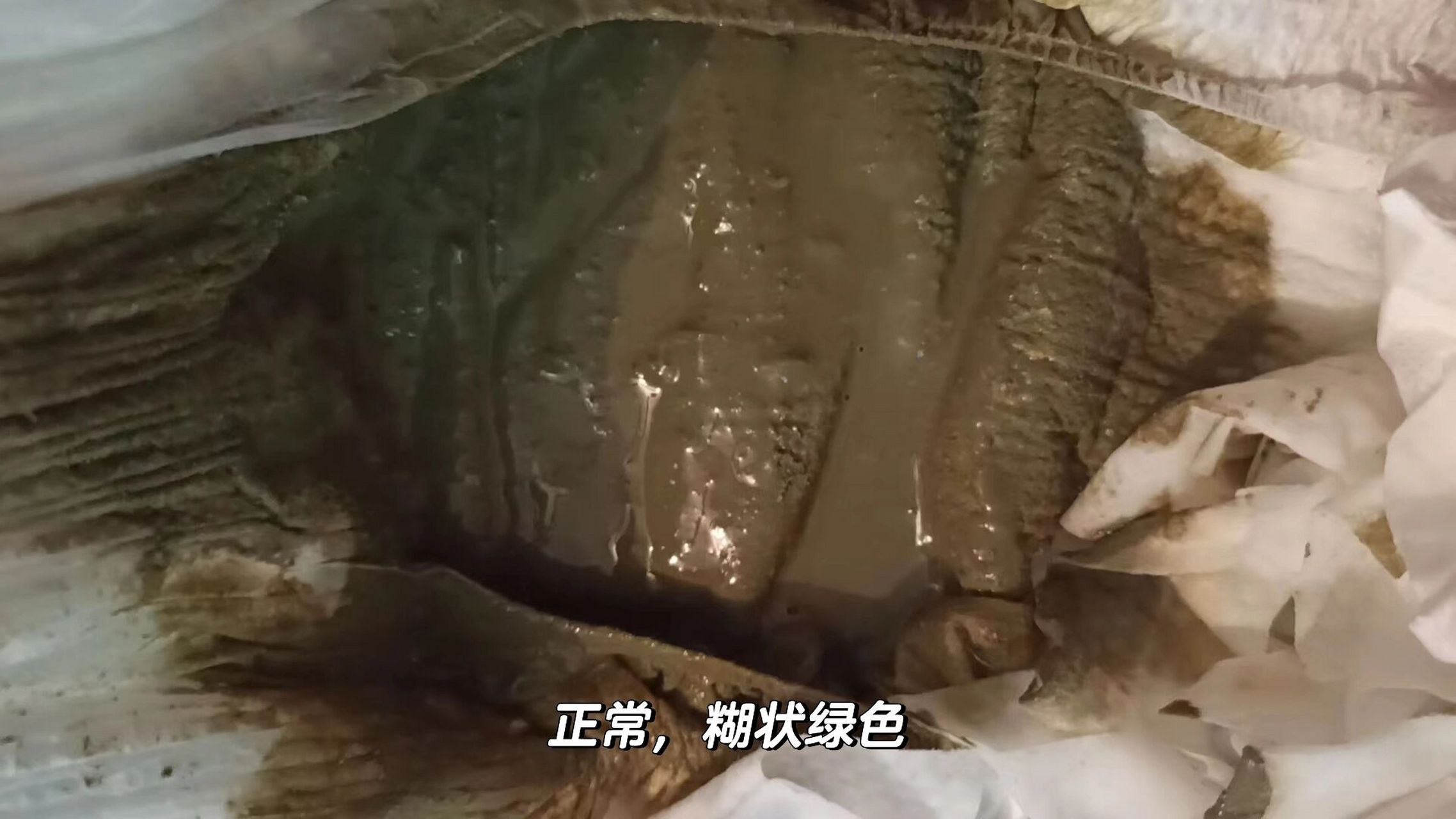 宝宝进食氨基酸配方粉初期,大便颜色有可能会有些变化,如变为黄褐色