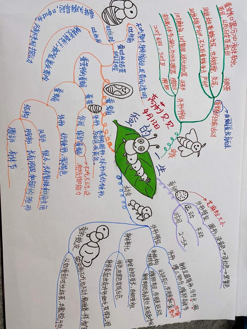 蚕的一生 随便做了个蚕的一生思维导图,画的不好,凑合参考哈