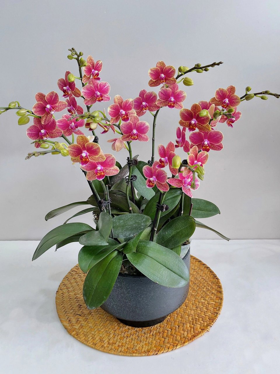 复古金蝶蝴蝶兰 | 广州岭南花市蝴蝶兰批发  99岭南花卉市场b区g05