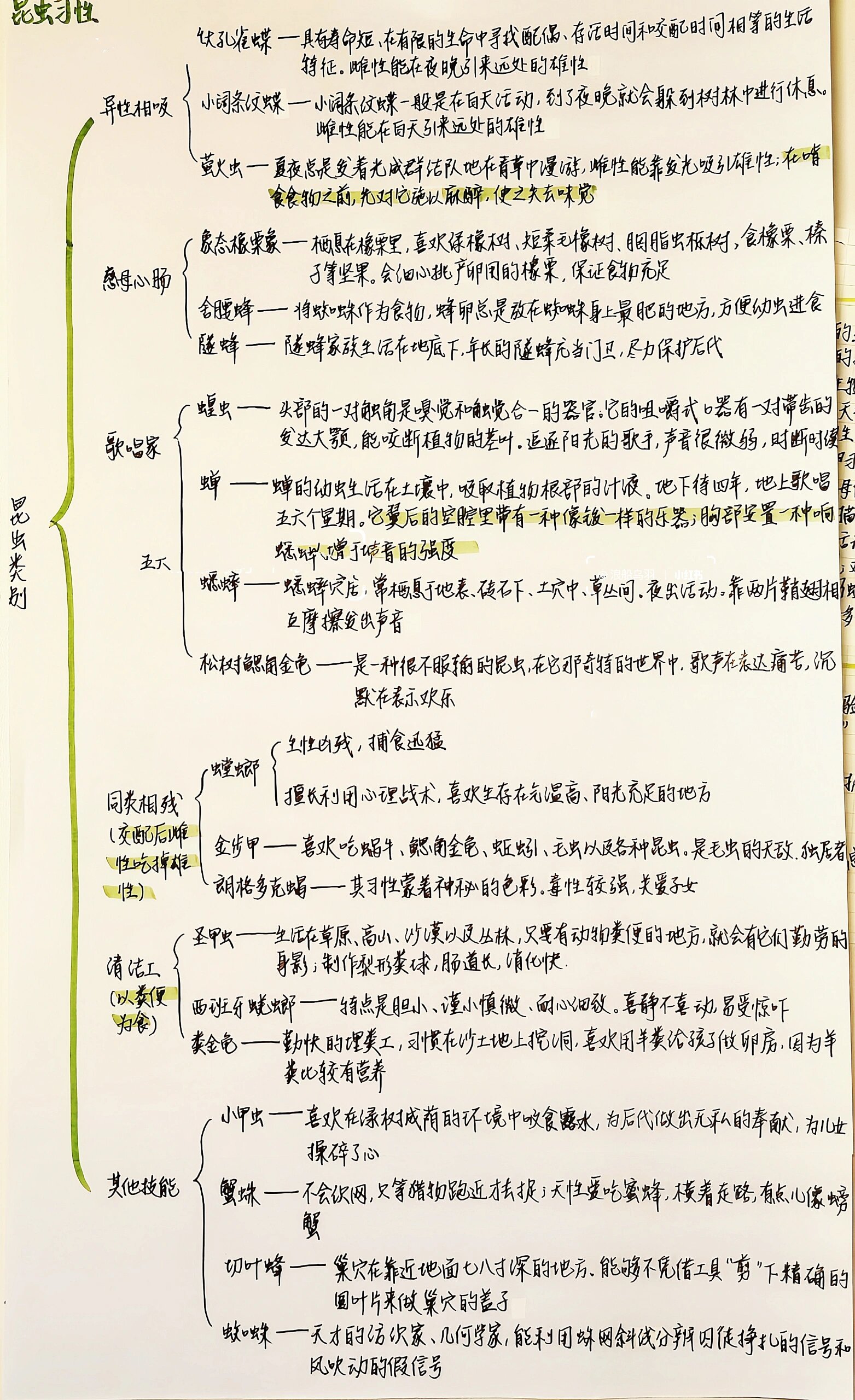 螳螂思维导图怎么画图片