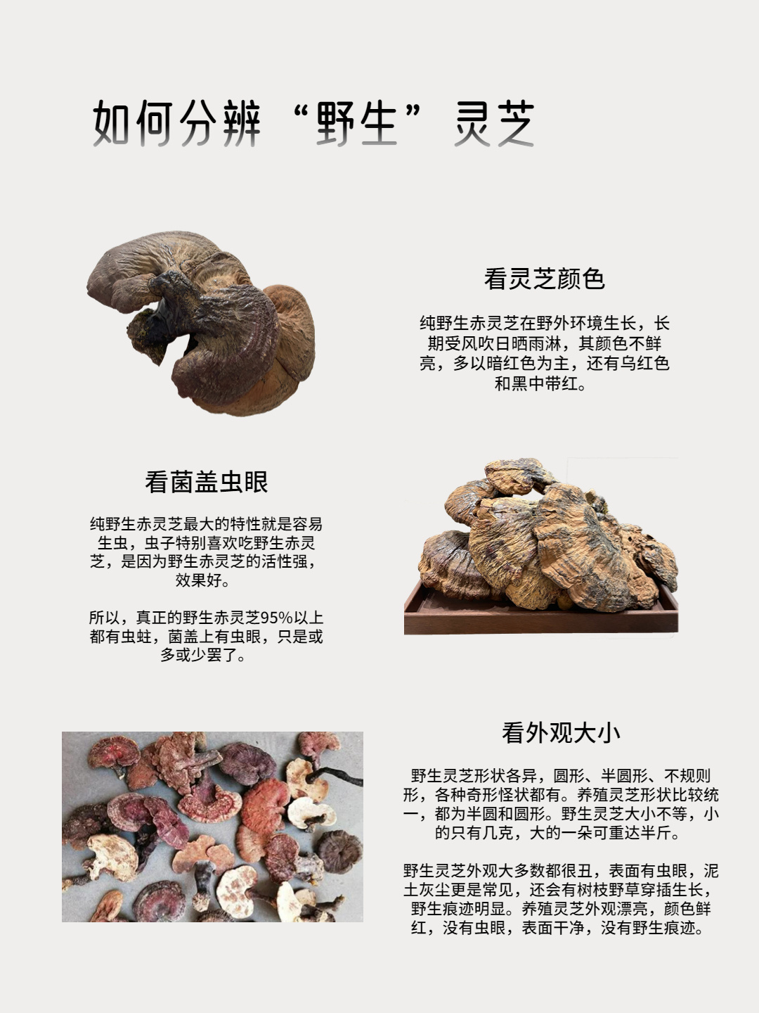 养生指南丨教你如何分辨野生灵芝