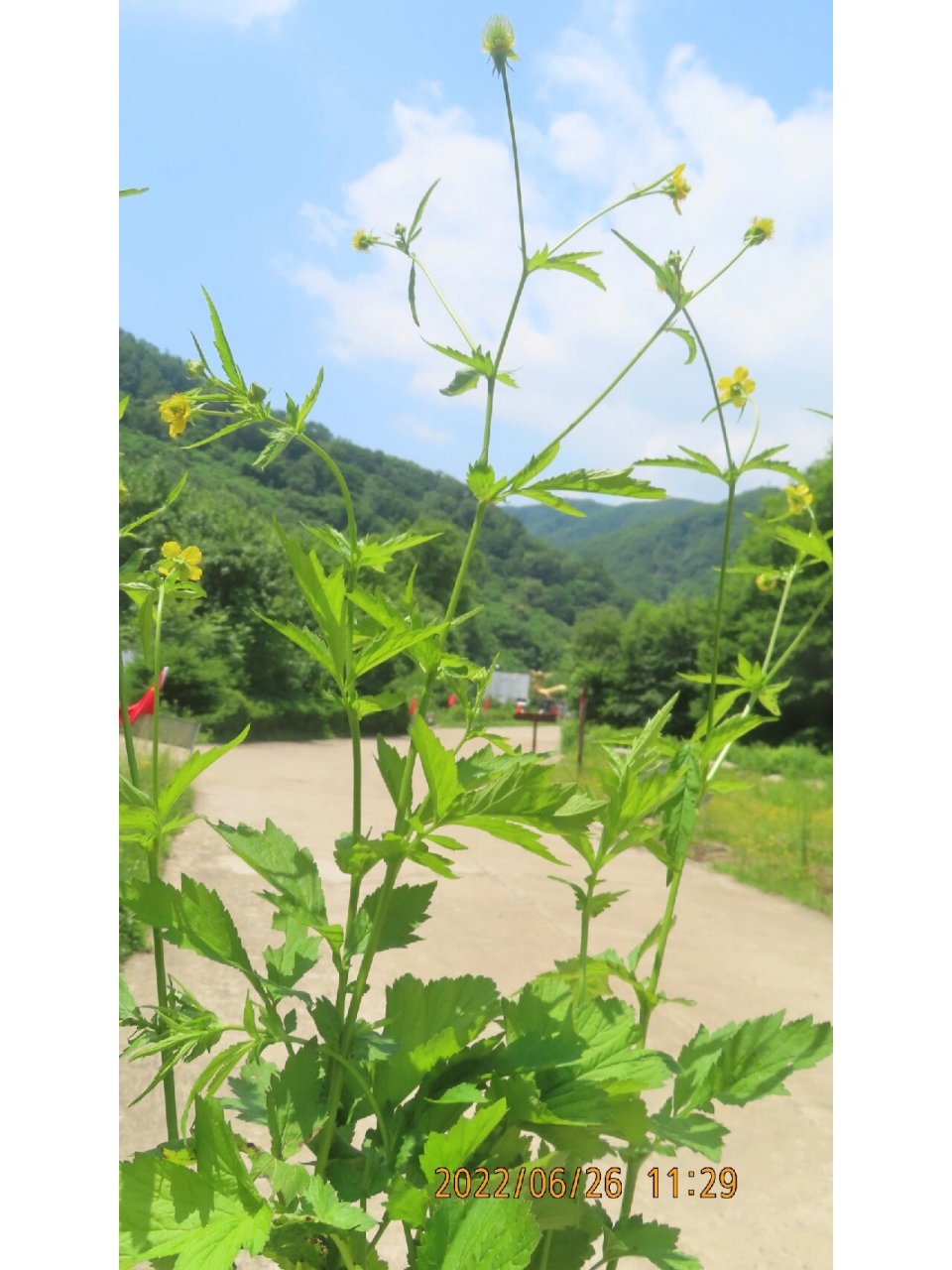 路边青植物图片图片