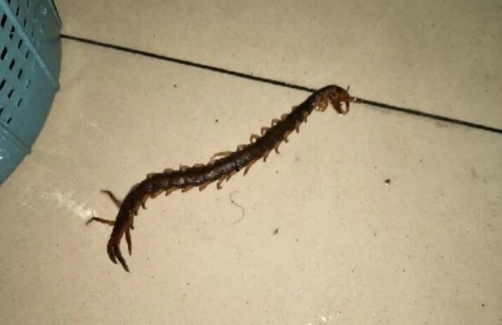 家里发现一只蜈蚣怎么办 家里发现一只蜈蚣怎么办.