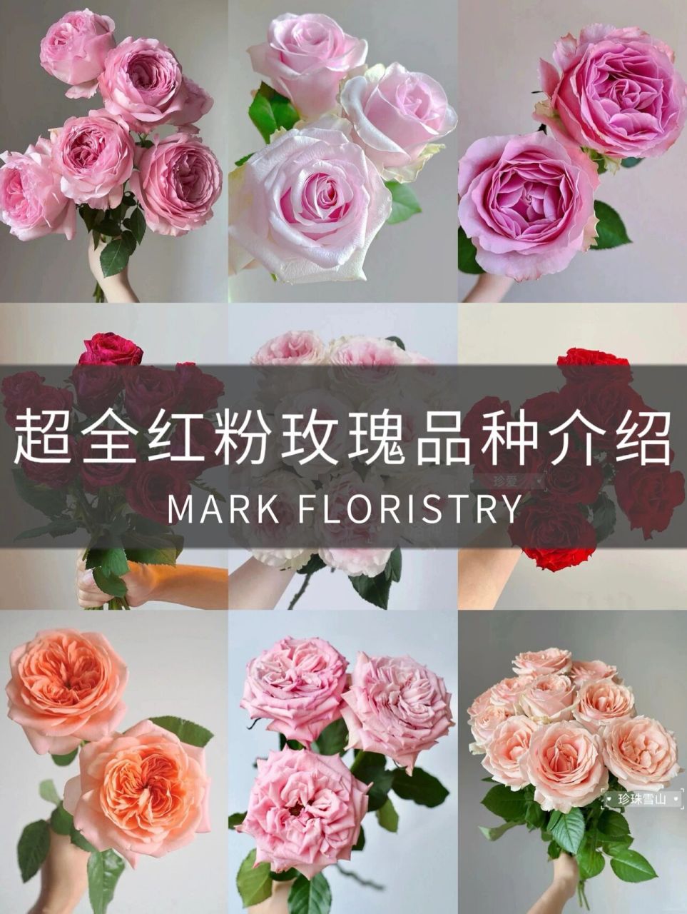 鲜花分享|86种玫瑰品种图鉴终极盘点(二) 今天小编带大家看一下红色和