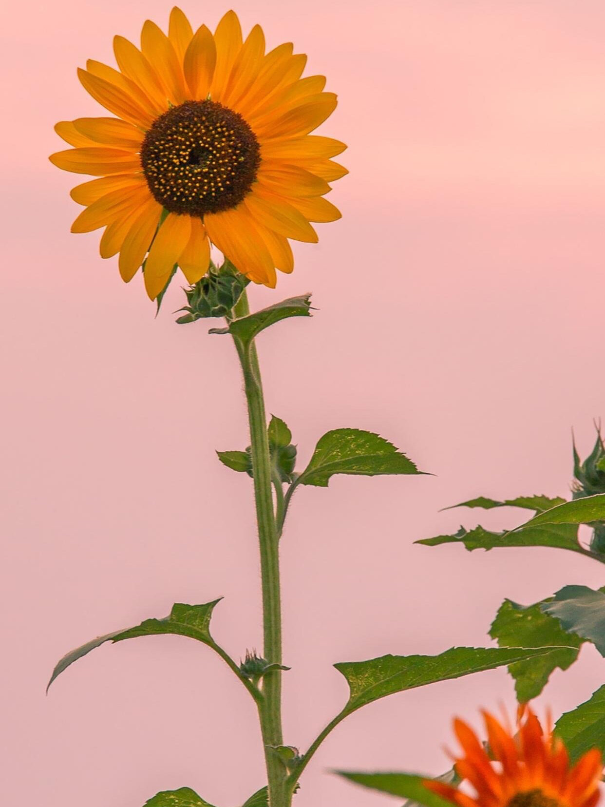 超美的向日葵手机壁纸分享