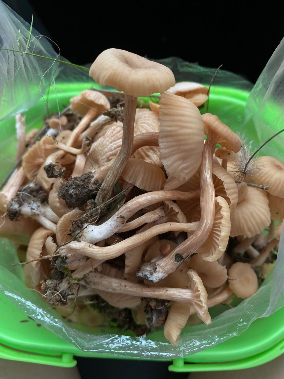 板栗树下发现好多蘑菇,能不能吃呢?