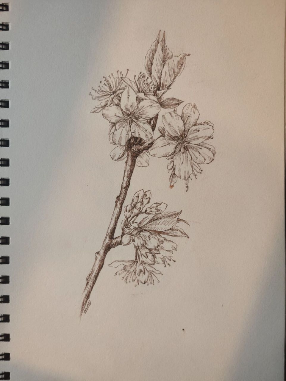 李子花(钢笔画) 李子花与梨花很相似,但李花花蕊是黄色,梨花花蕊为