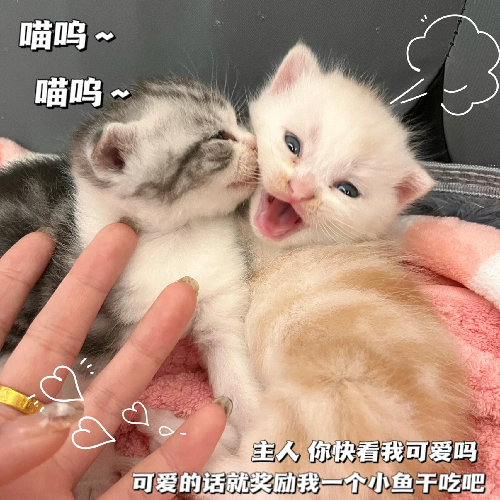 超级可爱的美短小猫咪 哈哈我们不是橘猫