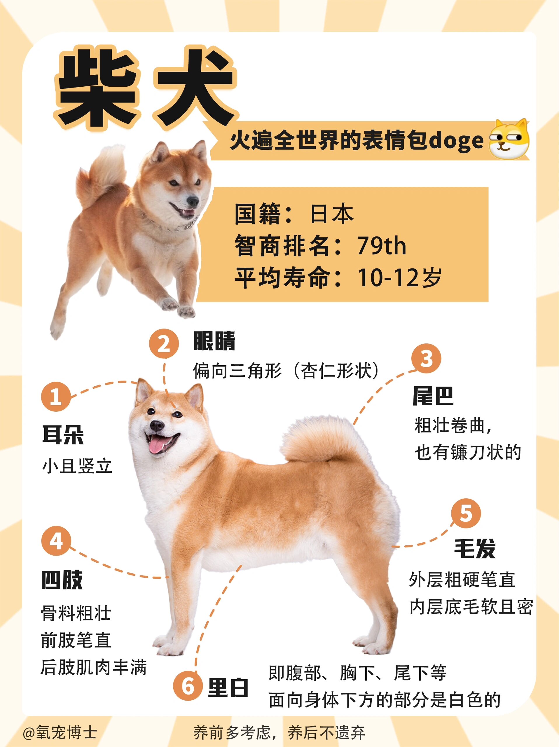 柴犬科普