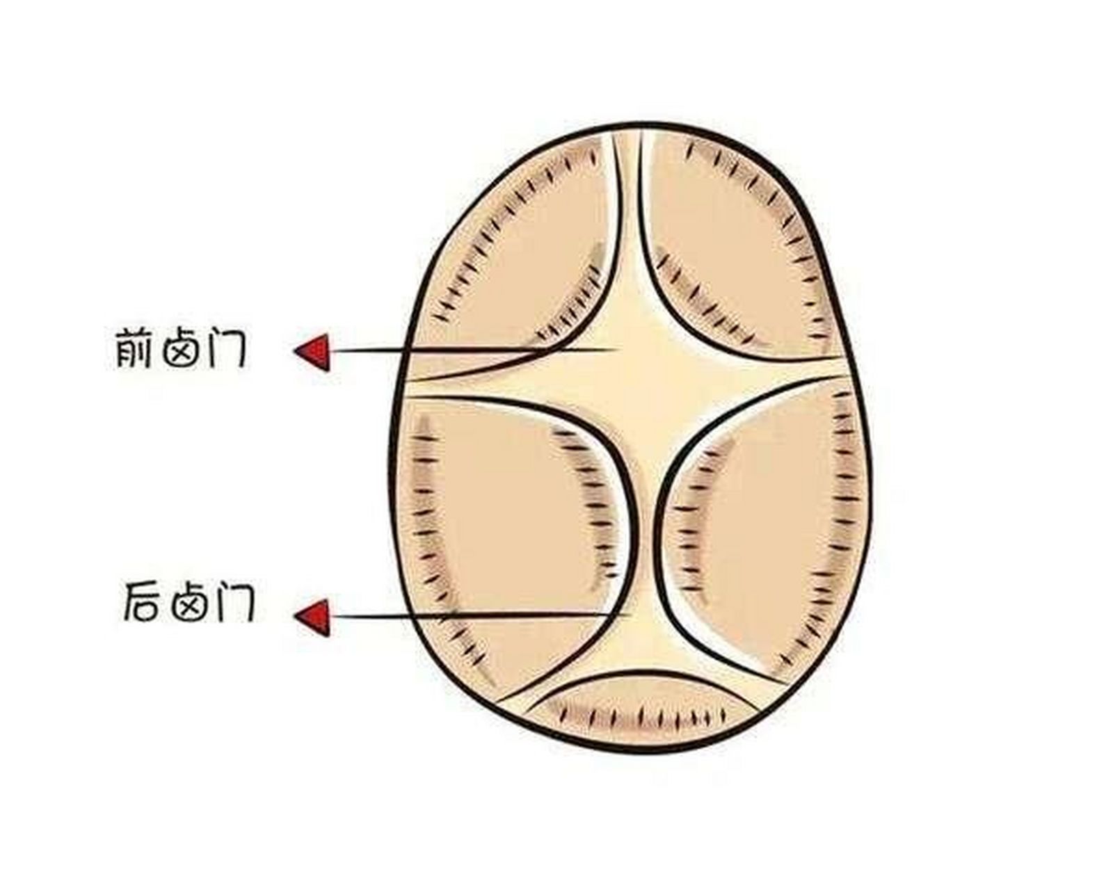 6cm),12～18个月闭合,个别儿童可推迟到2岁左右.