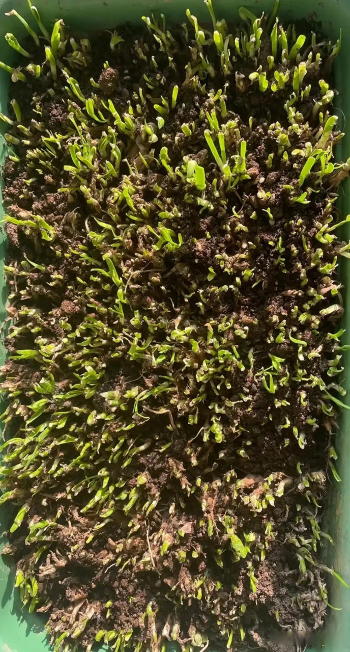 a股"韭菜"说,有感于养韭菜  自己在家里盆养了韭菜,平均半个月收割