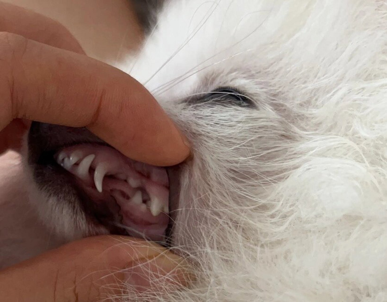 三个月博美小乳牙 今天早上想看看他的小牙,小门牙也太可爱了吧hhh也