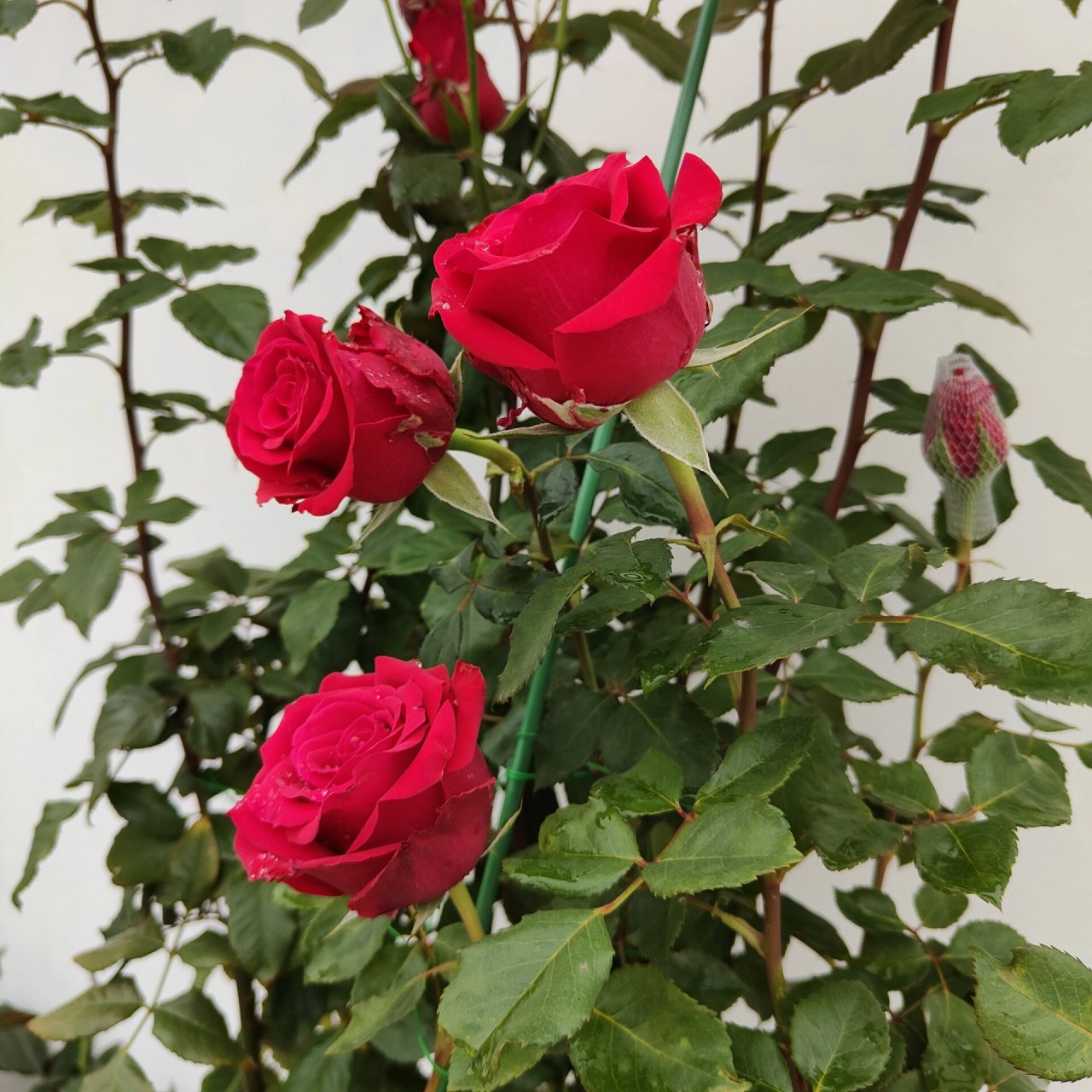 红新娘 红色切花月季,花期超级长,上一波花开了一个月