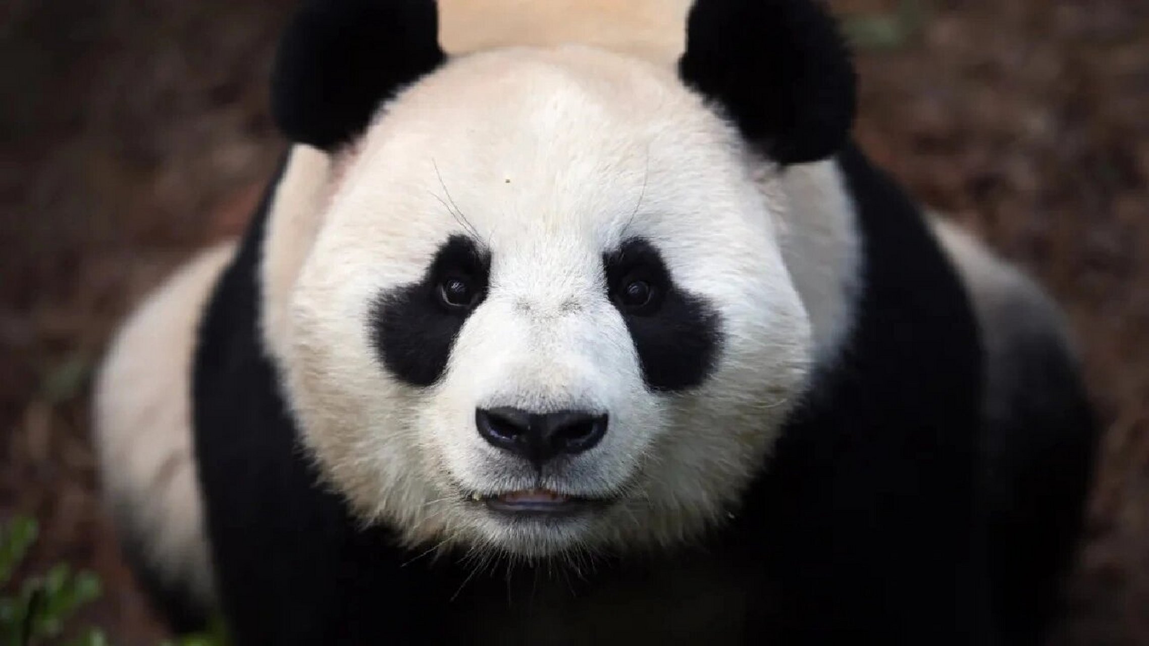 手机壁纸——熊猫篇