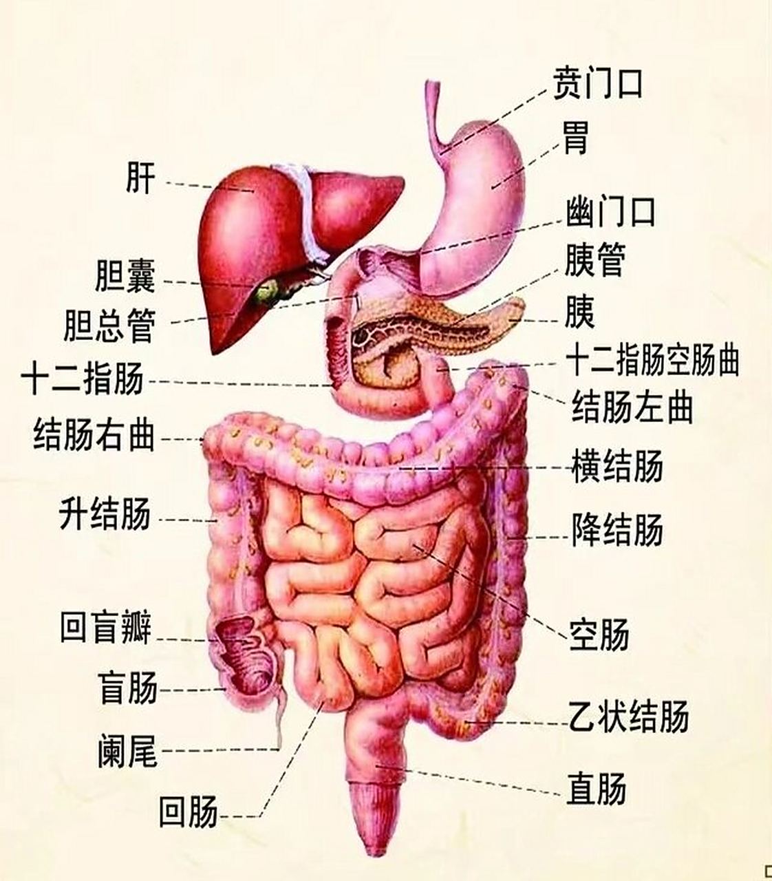 解剖学 胸腹部的标志线