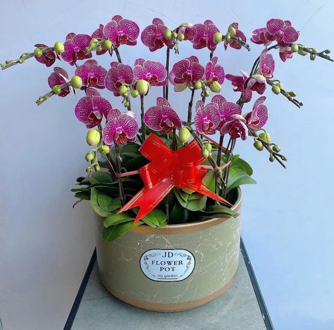 蝴蝶兰 养殖方法和注意事项?分享你的经验