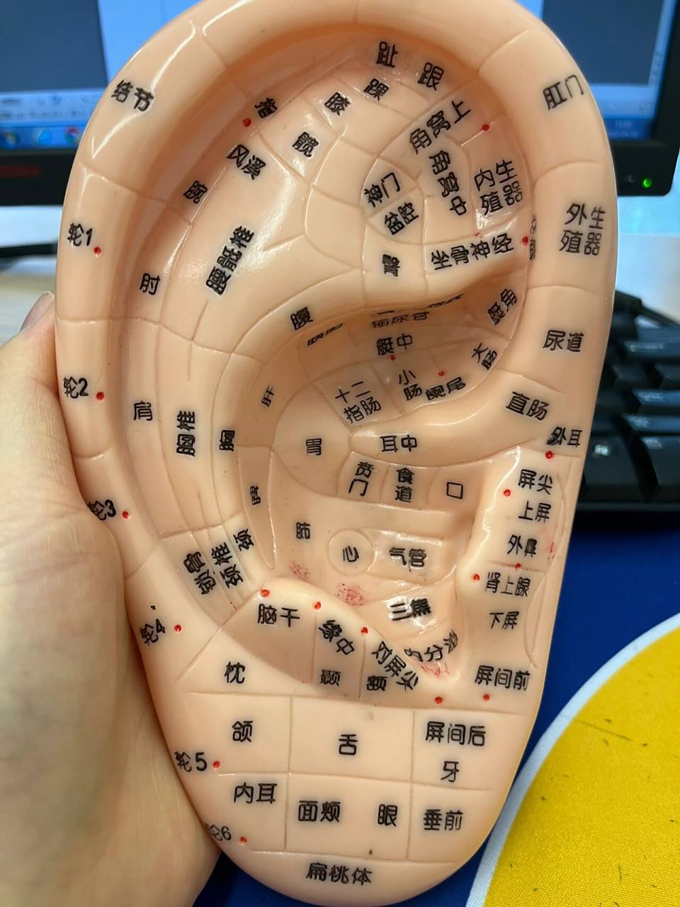 耳鸣贴压穴位分享     对于耳穴疗法的取穴思路,大概可以从相应部位