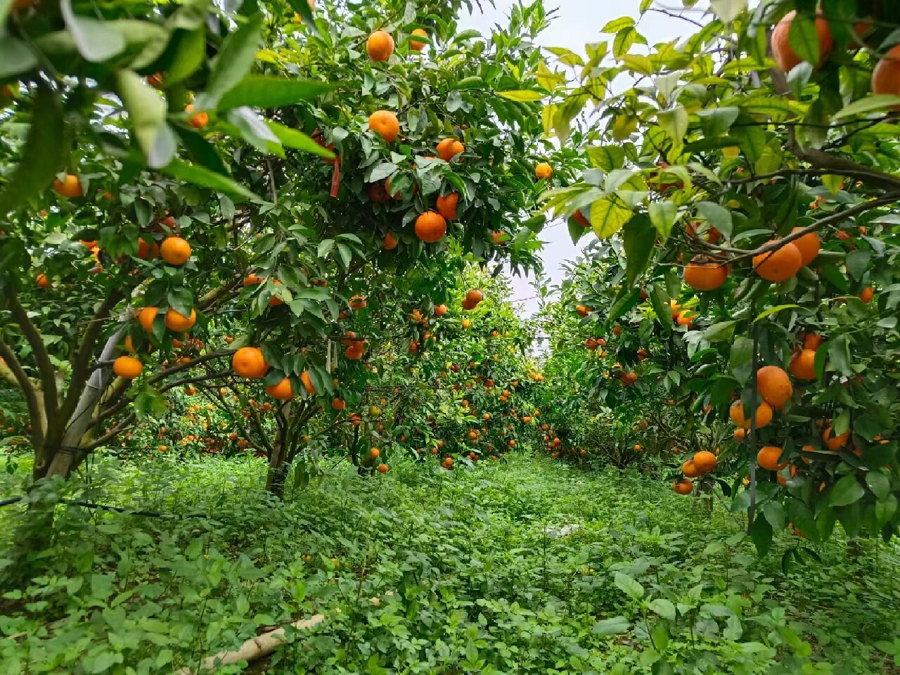 这就是我们广西武鸣沃柑的种植基地
