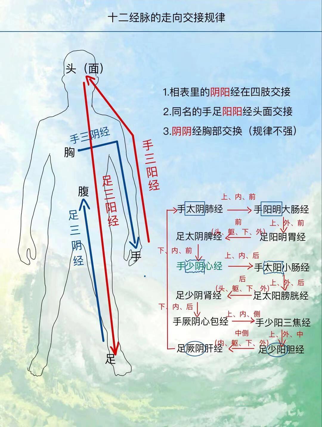 阳维脉走向图图片