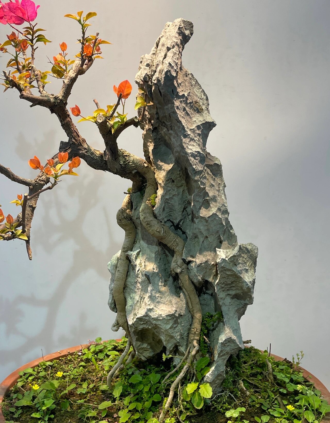 附石红花三角梅盆景 附石红花三角梅盆景 精品附石 盆景艺术 玩家藏品