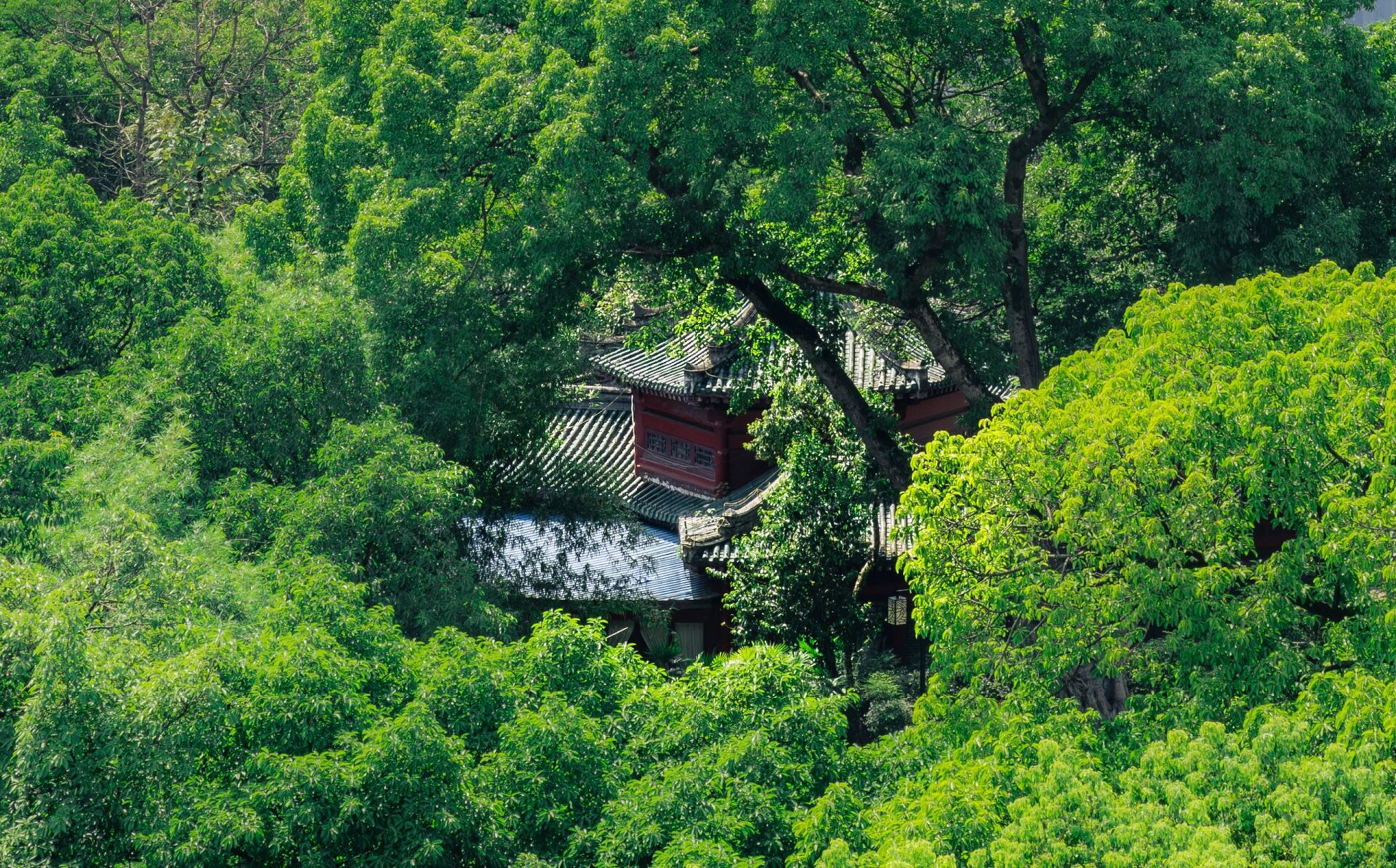 古风韵——鹅岭公园 这里是重庆市渝中区鹅岭公园!