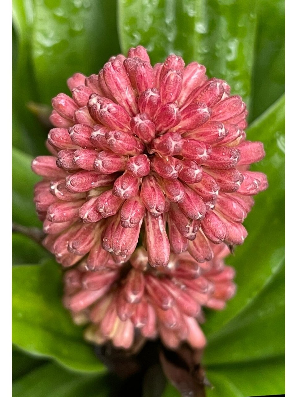 太阳神开花 绿植太阳神,又名密叶朱蕉,开出如红宝石般的花