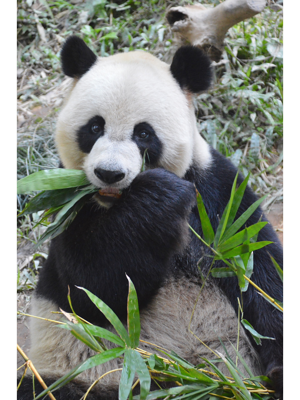 呆萌大熊猫出动 949494 萌萌的大熊猫出动,天气好,都活泼得呢.