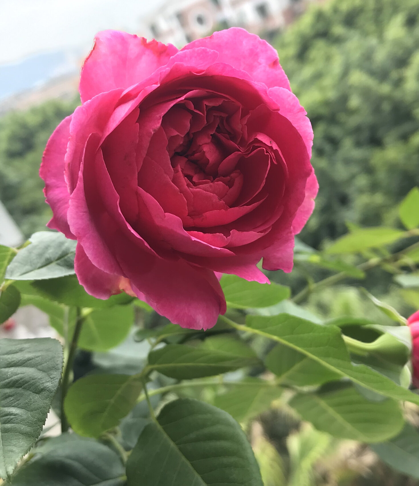 伊芙胭脂口红96月季